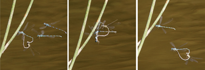 Austrolestes leda
